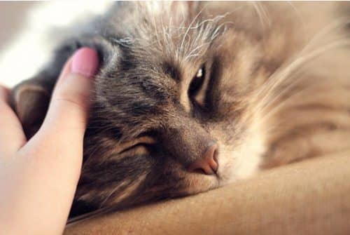 Как приучить домашнюю кошку к рукам - Котята от кошки и кота. Важные факты  и информация для владельцев кошек