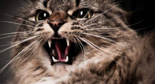 38 опасных болезней кошек: симптомы и лечение, как вылечить, какие бывают